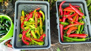 Обзор урожая острого перца 21-09-2025