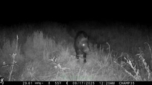 Browning Spec Ops Elite HP4 #25 \ Кабаны v.s. Драка еноток