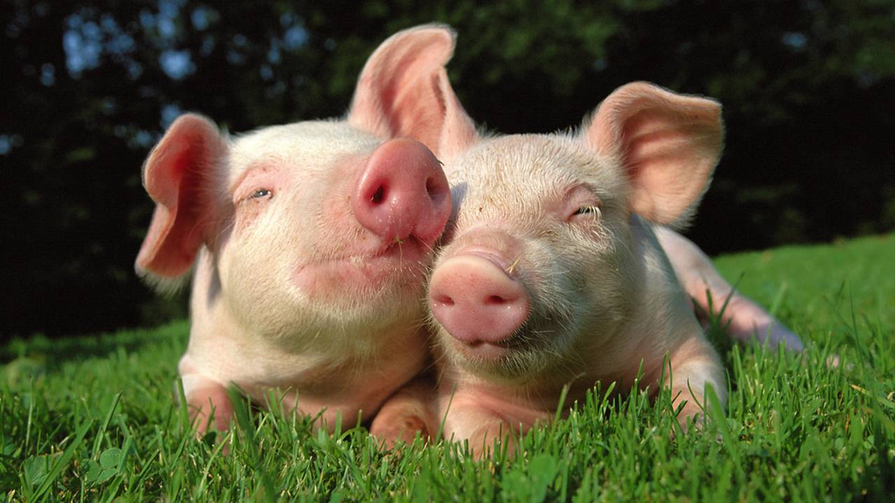 Всемирный день русского единения смотреть онлайн