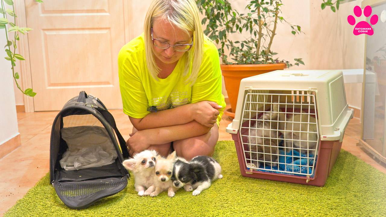 Все щенки уезжают! Что их там ждет? Отрпавляю 5 щенков! Фото и видео из новых домов. смотреть онлайн