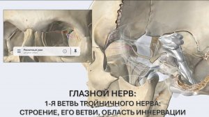 1-я ветвь тройничного нерва - глазной нерв