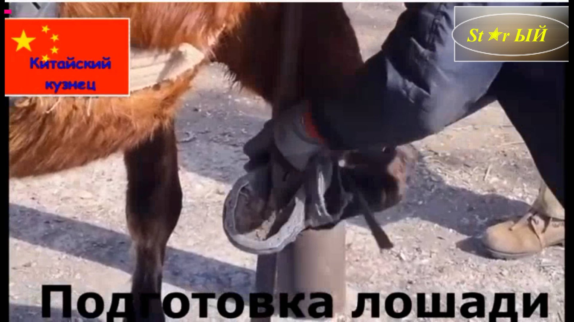 Как в Китае и Туркмении подковывают лошадей. Сравниваем. Очень интересное видео.