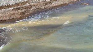 ▶️ Ялта: рай для отдыха с собакой на море в Крыму /Олег Цайгер Жизнь на море / Крым
