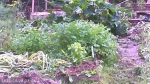 ПРОПУЩЕННОЕ, НО ЗНАЧИМОЕ ВИДЕО