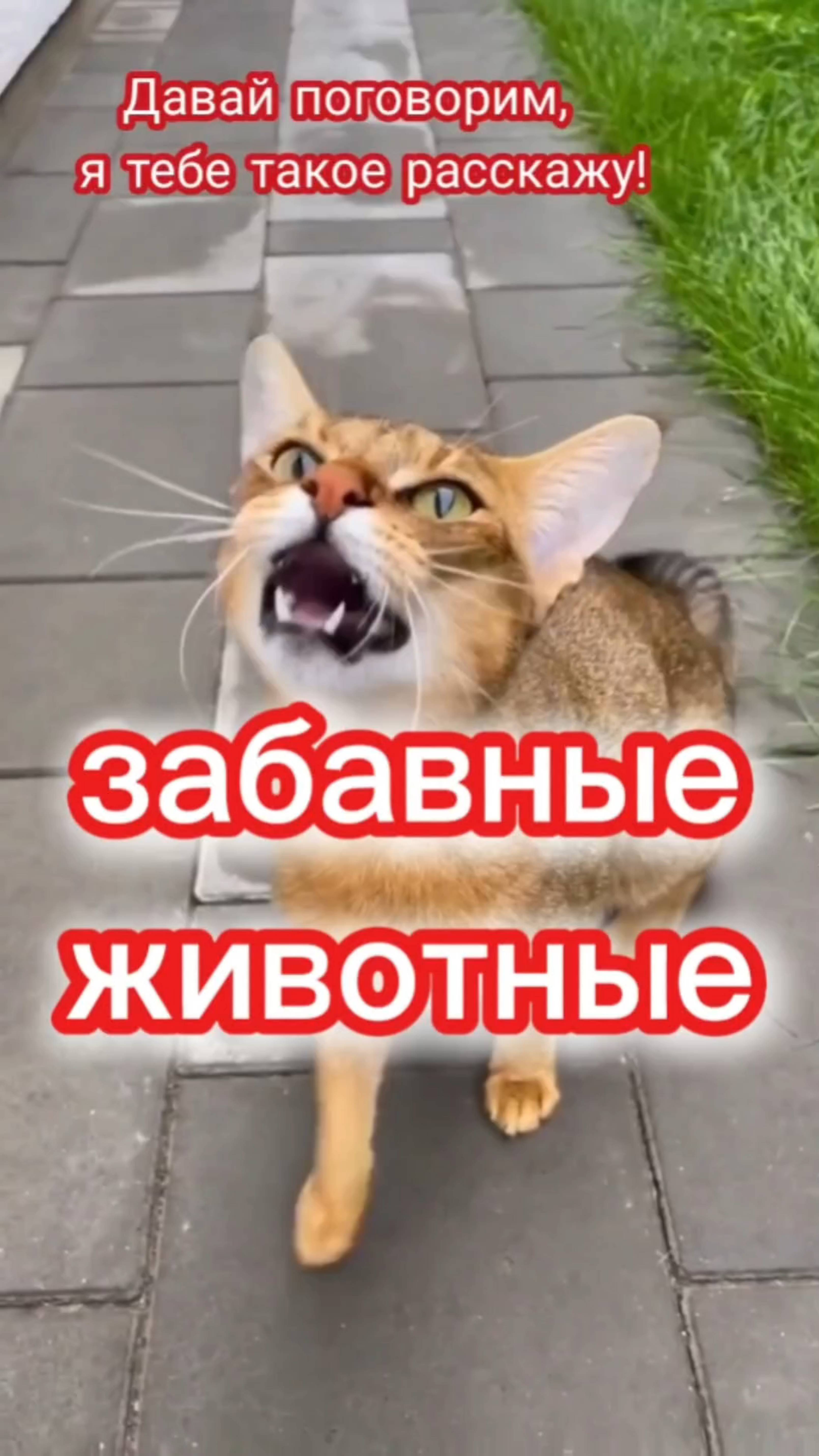 ЗАБАВНЫЕ ЖИВОТНЫЕ. смотреть онлайн