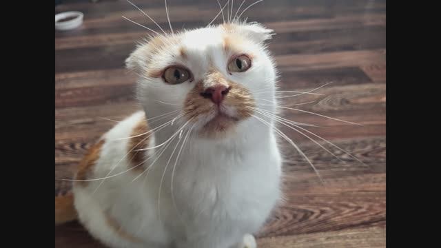 Мурка. Murka Is A Beauty From The City Of Murom