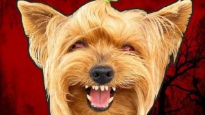 Злой пёс RYTP