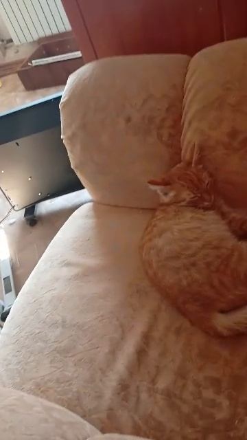 амира и котёнок