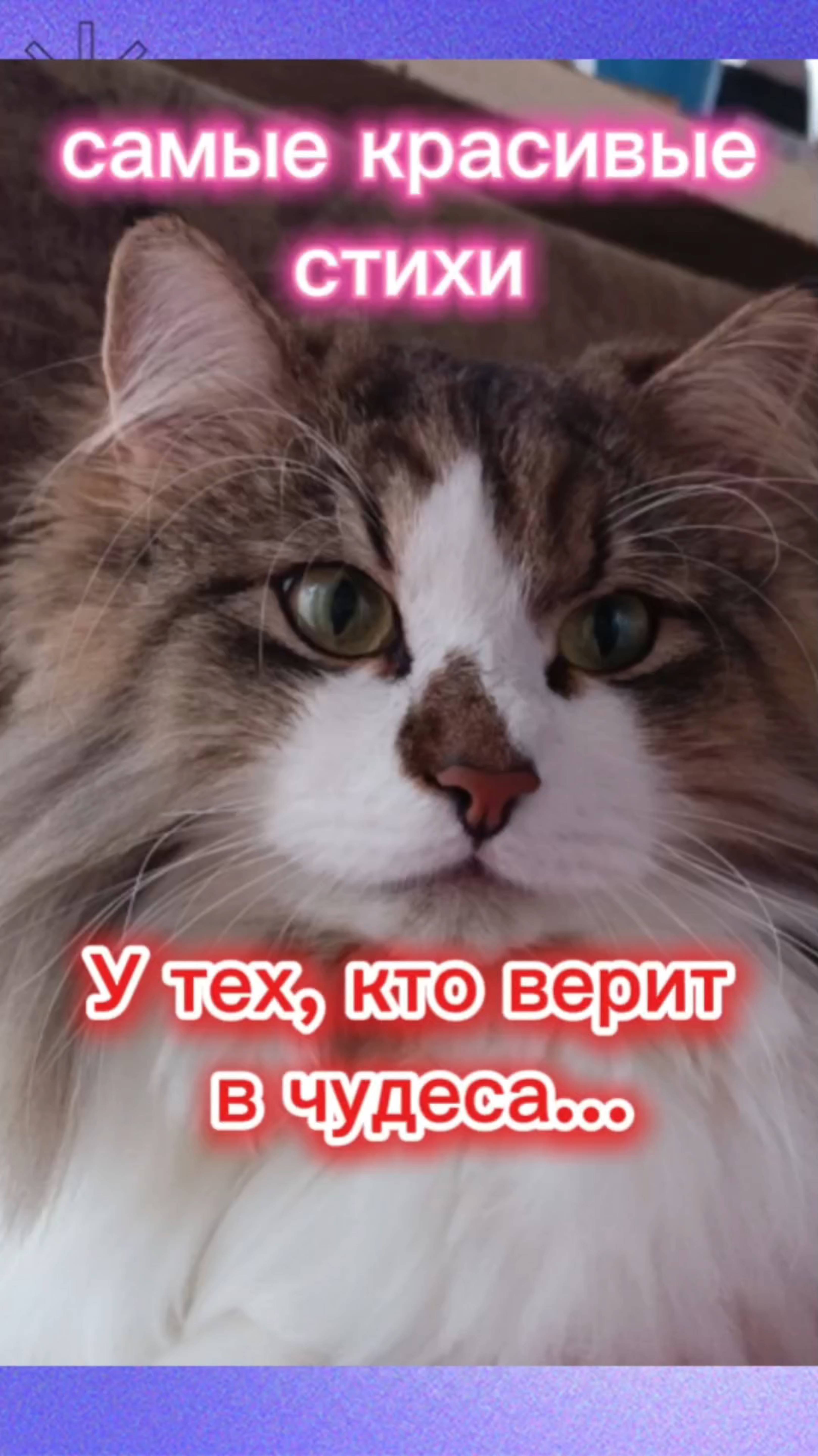 Кошки с озвучкой смотреть онлайн