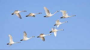 Звук стаи лебедей, которые летят с юга обратно весной из теплых стран. Звуки перелётных птиц