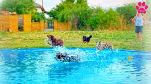 Самые удобные собаки! МАСы или Мини-Аусси.