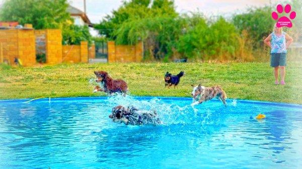 Самые удобные собаки! МАСы или Мини-Аусси.