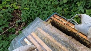 2025-09-21 Карника, семья 2. Осмотр перед зимой.