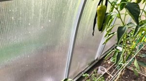 Хроника дачной жизни.
21 сентября.
Московская область.