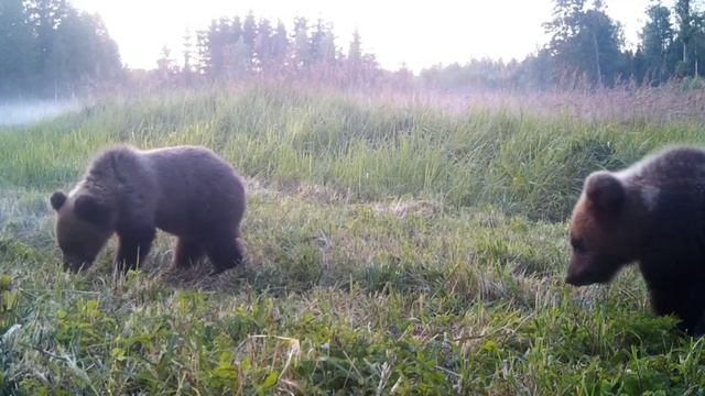 Медведи фото ловушка смотреть онлайн