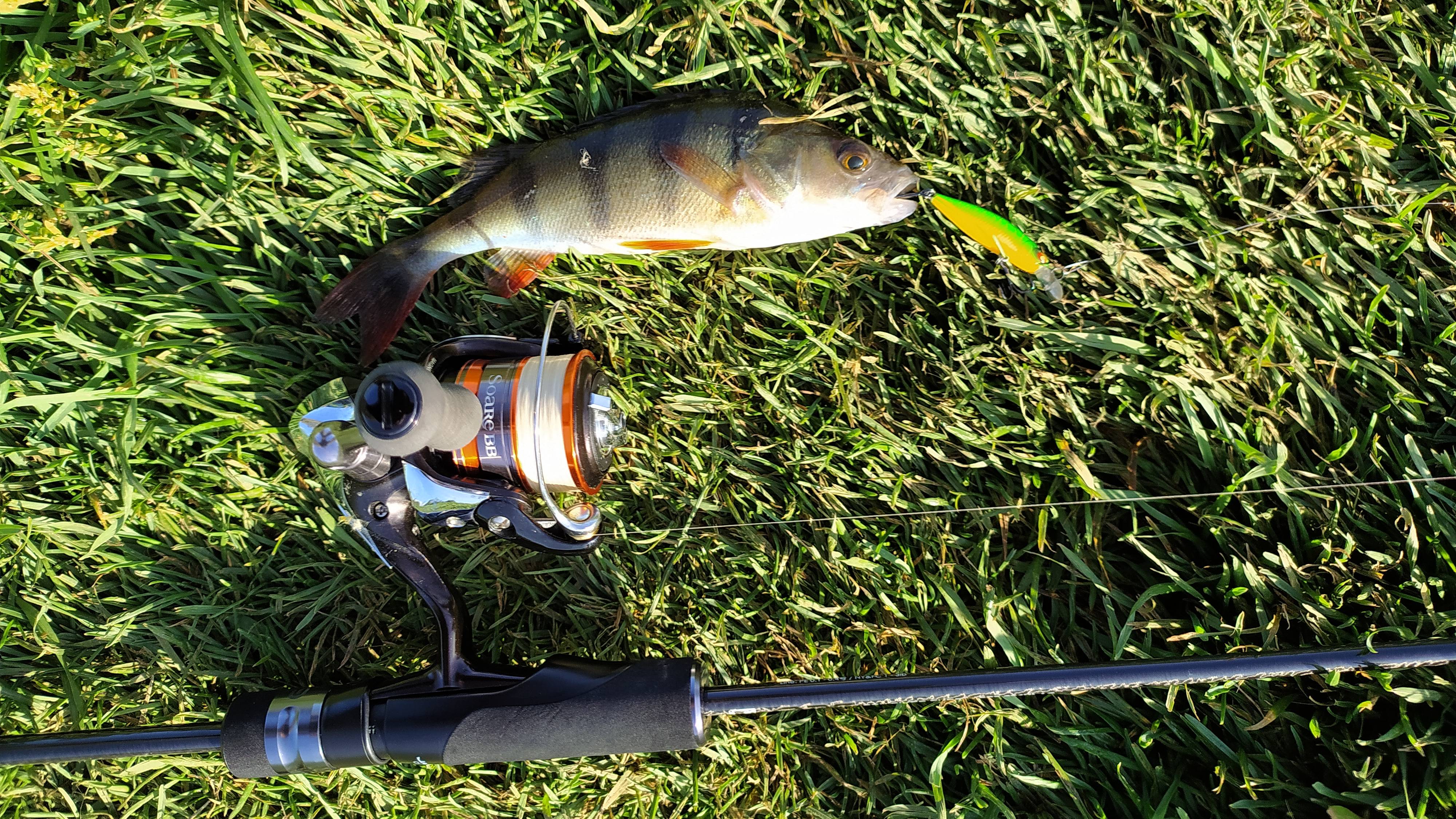 Черневские пруды. Капризные полосатые 5 сентября 2025 года