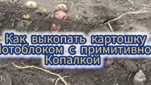 Мотоблок МТЗ -05 копает картошку  облегчая нам труд.