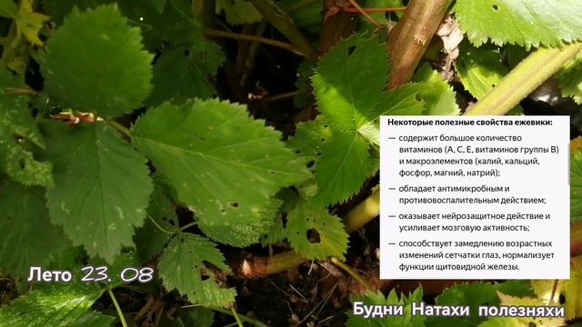 Ежевика. Осень время посадить полезную ягоду!