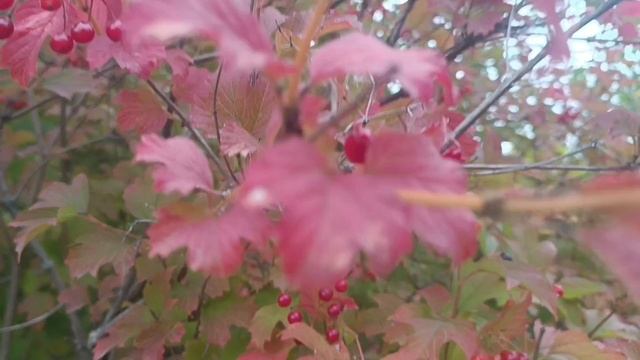 ЕЛЕНА КАРПУК *КАЛИНА*Люблю ❤😘Калину. Горькая ягода но полезная... смотреть онлайн