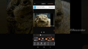 комодский варан факты