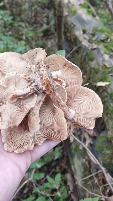 Грибной родник. 21.09.2025