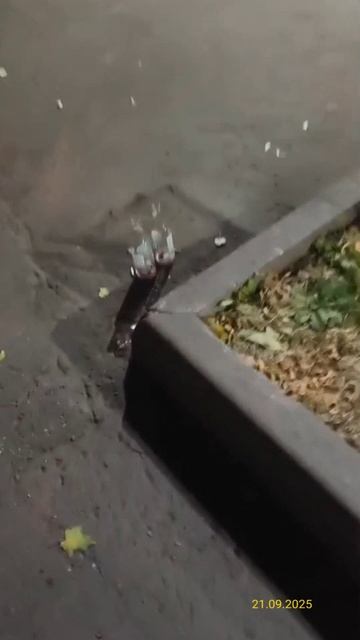 Мусор у дома, убрали урны 21.09.2025