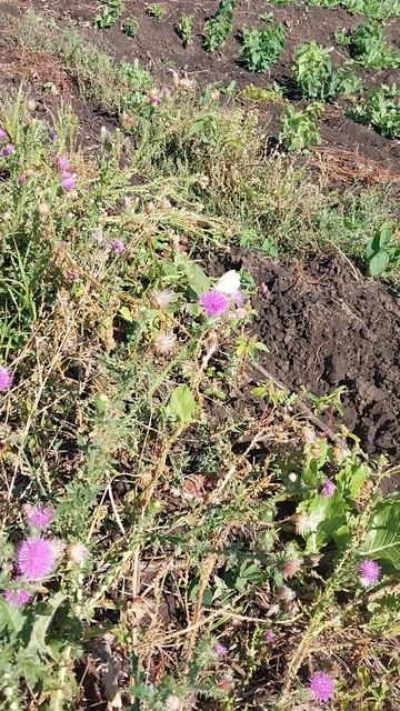 Борьба за пыльцу между бабочкой и пчелой! смотреть онлайн