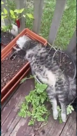 Котенок отдыхает