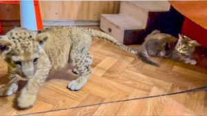 Мы такого НЕ ОЖИДАЛИ! Мона НЕ ПРИЗНАЛА нового гостя и стала ОТСТАИВАТЬ СВОЮ ТЕРРИТОРИЮ!