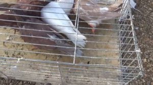 ЯРМАРКА ГОЛУБЕЙ В УФЕ 20 СЕНТЯБРЯ 2025 ГОДА.