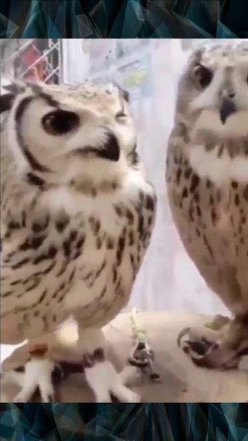 Две совы и настоящая дружба смотреть онлайн