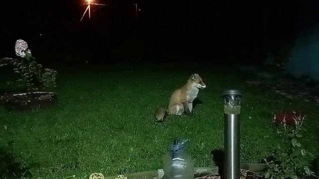 (1119) Лиса приходит в гости. Сентябрь 2025 смотреть онлайн