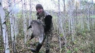 Огромный Барсук. Жирный Мощный, Сильный может сломать любую ловушку. смотреть онлайн