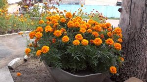 Бархатцы Низкорослые