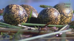 Одинокая цапля Якан. Песня ИИ