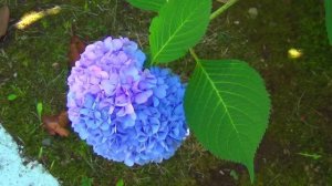 Отдых в санатории МО РФ Лазурный берег - 2025