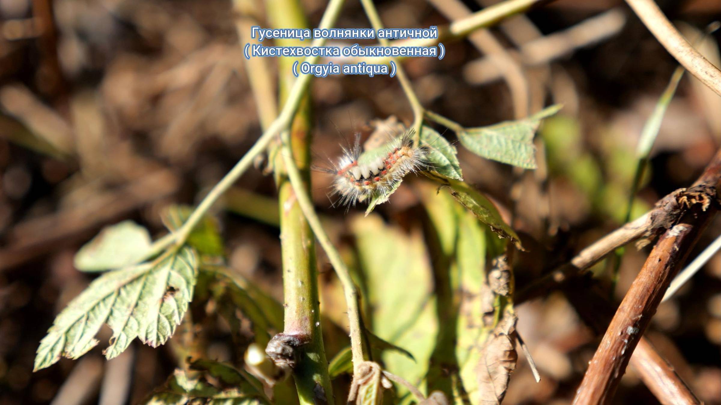 Гусеница волнянки античной ( Кистехвостки обыкновенной )