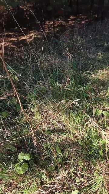 сбор грибов