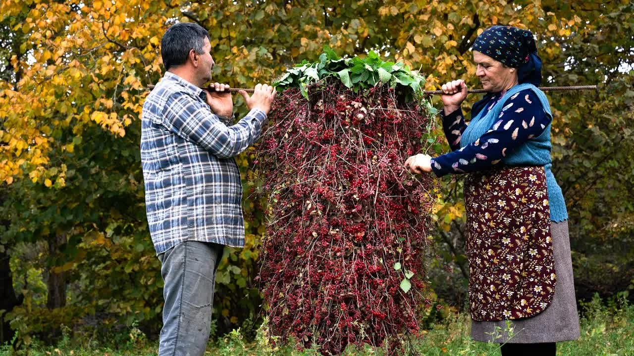 Сезон Барбариса - Сбор И Заготовка На Зиму 🍒 смотреть онлайн
