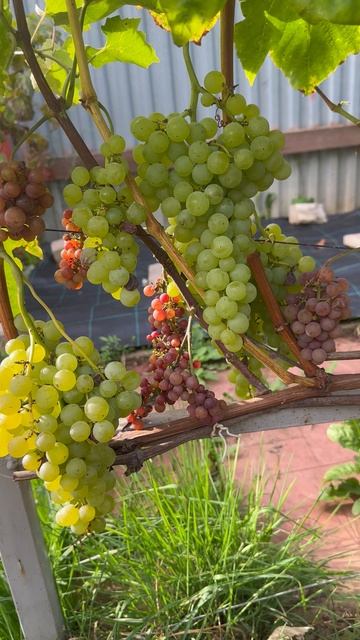 Кишмиш Ниагара сидлес в северном Подмосковье смотреть онлайн