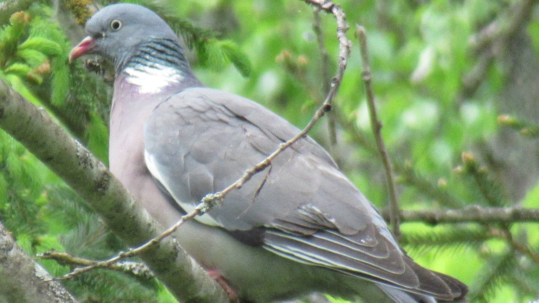 Вяхирь (лесной голубь) зашёл в гости. Красавчик смотреть онлайн