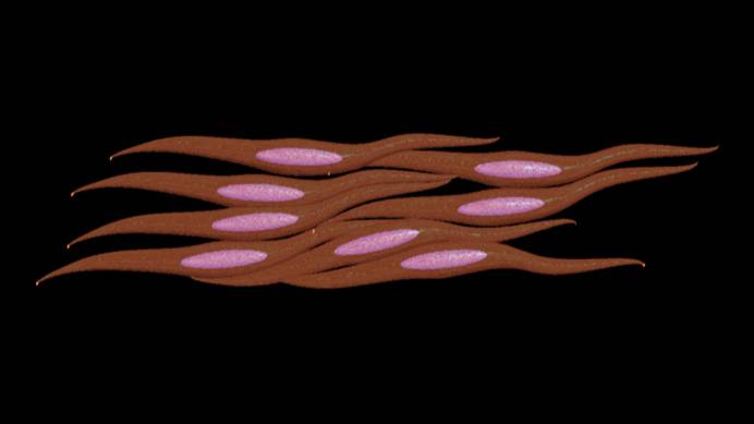 Smooth Muscle_English