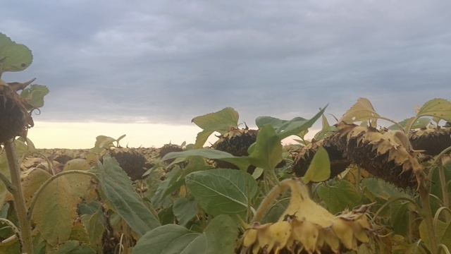 Вот опять в дороге. Немного леса. Подсолнухи в полях созрели. Такой красивый вид на закат. .... смотреть онлайн