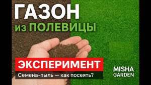 Стоит ли газон 100 тысяч за 10 кг? Полевица побегоносная. #газон #полевицапобегоносная #эксперимент