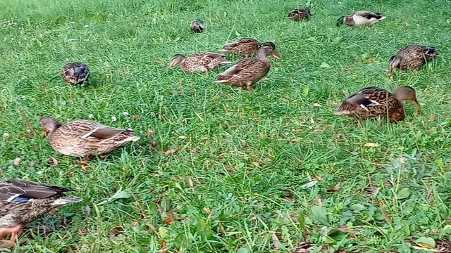 Уточки 🦆 смотреть онлайн