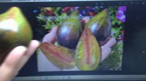 Томаты Софии Сааковой порадовали меня полным совпадением с оригиналами.