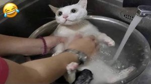 Приколы с животными Смешные видео про животных