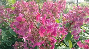 ГОРТЕНЗИИ В МОЁМ САДУ.