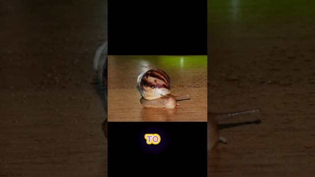 ИНТЕРЕСНЫЕ ФАКТЫ ОБ УЛИТКАХ АХАТИНАХ🐌 смотреть онлайн