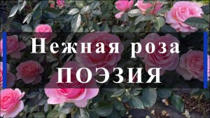 Нежная роза ПОЭЗИЯ